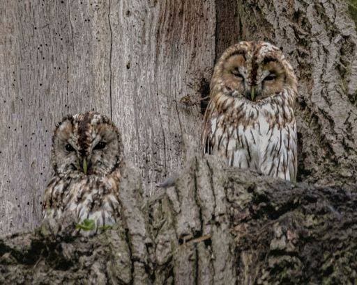 Creative Highlights World RECORD DATE NOT STATED A low angle shot of tawny owls perched on a tree *** einer Geringe Winkel erschossen des tawny Eulen perched am einer Baum 11214320