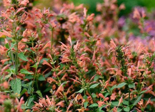 RECORD DATE NOT STATED A closeup shot of Apricot Sprite Hyssop (Agastache aurantiaca) growing in the field *** einer closeupe erschossen des Aprikose Sprite Ysop Agastache aurantiaca wachsend ÊIn der Feld 14712271