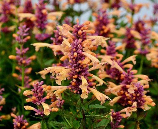 RECORD DATE NOT STATED An Agastache Anise Hyssop flower in the garden *** An&Verkauf Agastache anisartiger Ysop Blume ÊIn der Garten 14826183