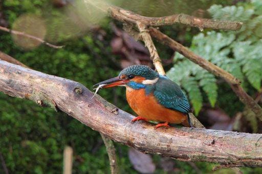 RECORD DATE NOT STATED A closeup of a vibrant kingfisher bird perched on a branch of a tree *** einer closeupe des einer lebhaft Eisvogel Voegelchen perched am einer Zweig des einer Baum 17280501