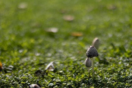 RECORD DATE NOT STATED A closeup shot of a coprinus comatus fungus on a grass *** einer closeupe erschossen des einer coprinus comatus fungus am einer Gras 18166033