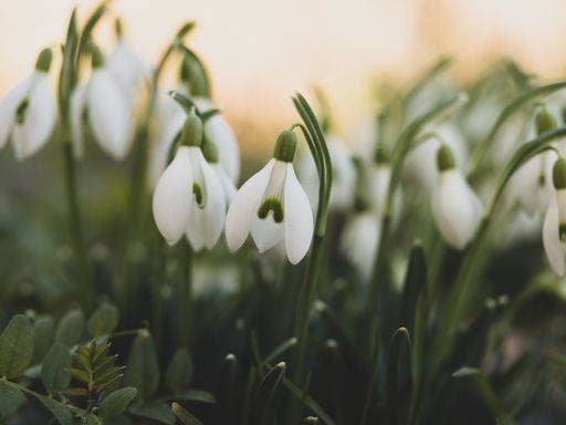 RECORD DATE NOT STATED Vividly-hued snowdrops blooming amidst a verdant grassy landscape *** Vividly Huede Schneeglöckchen bluehend amidst einer verdant grasig Landschaft 18238385