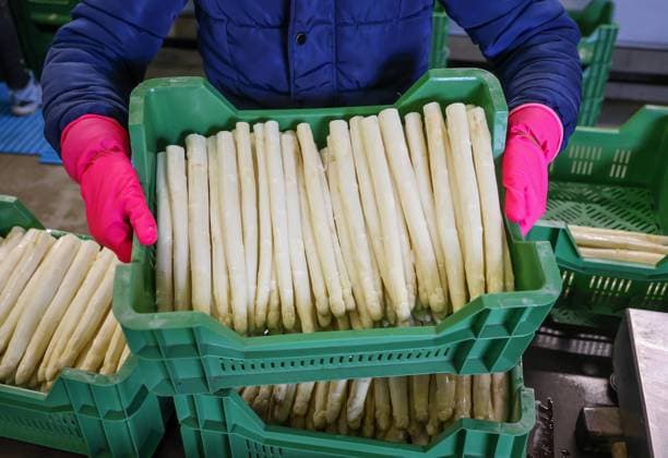 Wesel, Nordrhein-Westfalen, Deutschland - ErntehelferInnen waschen und sortieren den Spargel, hier anlaesslich eines Pressetermins zur Eroeffnung der Spargelsaison auf dem Spargel- und Obsthof Heinen. Wesel Nordrhein-Westfalen Deutschland *** Wesel, North Rhine Westphalia, Germany Harvest workers wash and sort the asparagus, here on the occasion of a press event for the opening of the asparagus season at the asparagus and fruit farm Heinen Wesel North Rhine Westphalia Germany