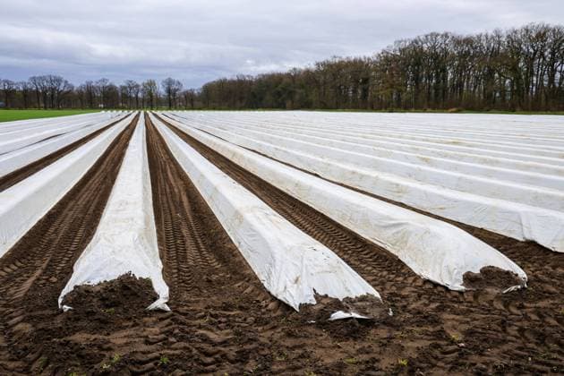 Wesel, Nordrhein-Westfalen, Deutschland - Spargelfeld, Spargelanbau unter Folie, Folienspargel, hier anlaesslich eines Pressetermins zur Eroeffnung der Spargelsaison auf dem Spargel- und Obsthof Heinen. Wesel Nordrhein-Westfalen Deutschland *** Wesel, North Rhine Westphalia, Germany Asparagus field, asparagus cultivation under foil, foil asparagus, here on the occasion of a press event for the opening of the asparagus season on the asparagus and fruit farm Heinen Wesel North Rhine Westphalia Germany