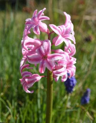 Hyazinthe, Hyazinthus orientalis ist eine duftvolle Zwiebelpflanze die schon im zeitigen Fruehjahr blueht. Hyacinth, Hyazinthus orientalis is a fragrant bulbous plant that blooms in early spring. *** Hyacinth, Hyazinthus orientalis is a fragrant bulbous plant that blooms in early spring Hyacinth, Hyazinthus orientalis is a fragrant bulbous plant that blooms in early spring