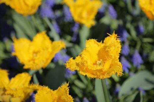 RECORD DATE NOT STATED A close up of vibrant yellow fringed tulips in the Keukenhof Botanical Garden *** einer schließen Aufwärts des lebhaft Gelb gefranst Tulpen ÊIn der Keukenhof botanischen Garten 18521427