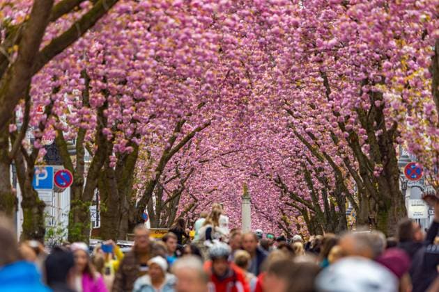 News Themen der Woche KW15 News Bilder des Tages Die weltberühmte Kirschblütenpracht im Herzen der Altstadt von Bonn. Die heranwachsenden Kirschblüten bilden einen Kirschblütentunnel in der Heerstraße, den zahlreiche Besucher aus aller Welt heranzieht. Hierfür sperrt die Stadt Bonn an drei Wochenenden im April die betreffenden Straßen. 14.04.2023 Bonn Nordstadt NRW Deutschland *** The world-famous cherry blossom splendor in the heart of the old town of Bonn The growing cherry blossoms form a cherry blossom tunnel in the Heerstrasse, which attracts numerous visitors from all over the world For this purpose, the city of Bonn closes the relevant streets on three weekends in April 14 04 2023 Bonn Nordstadt NRW Germany