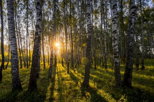 IMAGO Creative, Sommer, Schatten-Plätze bei Hitze RECORD DATE NOT STATED A scene of sunrise in a birch forest on a sunny summer morning with fog. Landscape. , 32594396.jpg, birch, forest, sunrise, fog, mist, white, grove, park, green, nature, smoke, leaf, summer, beauty, background, evening, morning, season, landscape, life, wood, environment, tree, trunk, bark, fresh, sunlight, black, plant, outdoors, day, grass, scene, russia, beautiful, shadows, natural, light, bright, blue, sky,