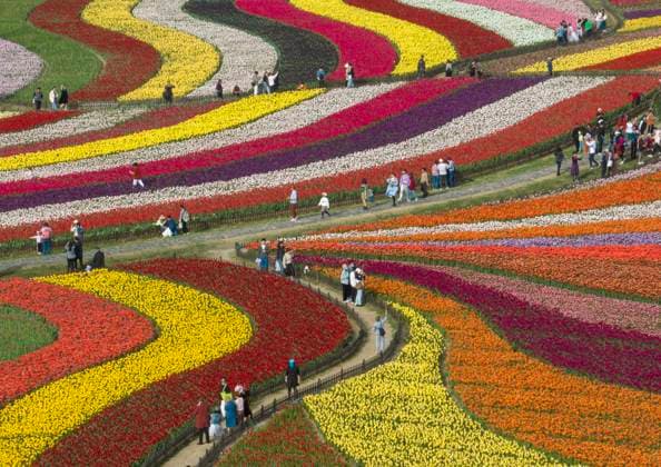 News Bilder des Tages YANCHENG, CHINA - APRIL 15: Tourists enjoy the scenery of blooming tulips at a botanical garden on April 15, 2023 in Yancheng, Jiangsu Province of China.  Copyright: xVCGx 111432141421