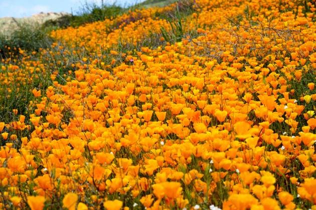California Golden Poppy and Goldfields blooming in Walker Canyon, Lake Elsinore, CA. USA. California Golden Poppy and Goldfields blooming in Walker Canyon, Lake Elsinore, CA. USA. Bright orange poppy flowers during California desert super bloom spring season. Copyright: xZoonar.com ThomasxDexWeverx 16666820