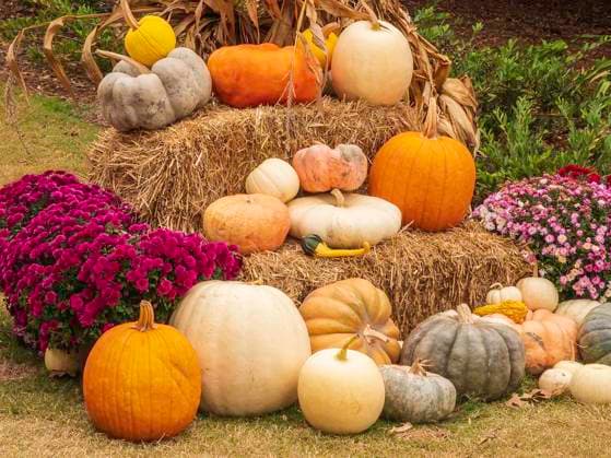 Garden display of pumpkins in celebration of autumn Huntsville, Alabama, United States R_LNKW230414-1171280-01