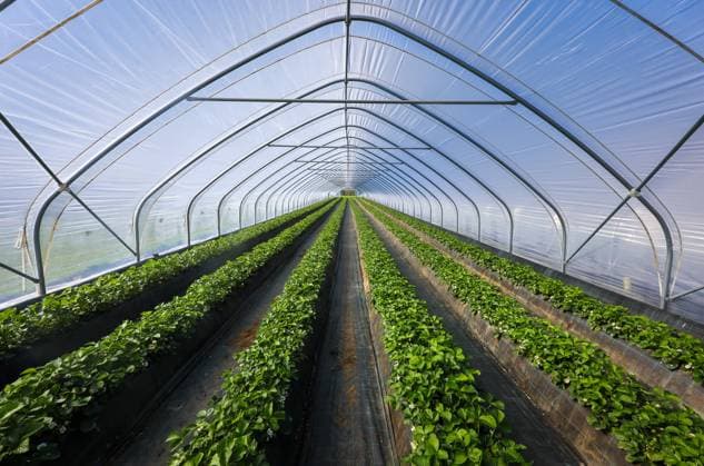 Wesel, Nordrhein-Westfalen, Deutschland - Erdbeeren wachsen auf Huegelbeeten im Tunnelanbau unter Folie. Wesel Nordrhein-Westfalen Deutschland *** Wesel, North Rhine Westphalia, Germany Strawberries grow on hill beds in tunnel cultivation under foil Wesel North Rhine Westphalia Germany