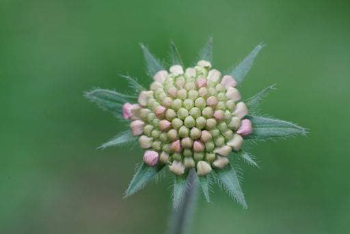 RECORD DATE NOT STATED Natural closeup on a closed flower bud of a Macedonian scabious, Knautia macedonica flower *** natürliche closeupe am einer geschlossen Blume Knospe des einer mazedonischen scabious, Knautia macedonica Blume 19093159