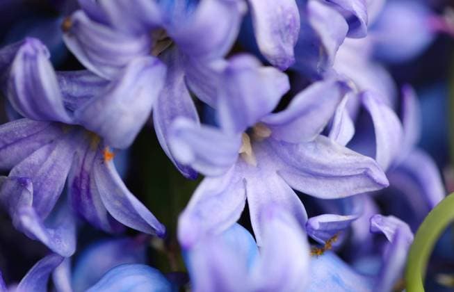 Natur 13.04.2023, Ostramondra, Blueten einer blauen Hyazinthe (Hyacinthus) *** Nature 13 04 2023, Ostramondra, flowers of a blue hyacinth Hyacinthus