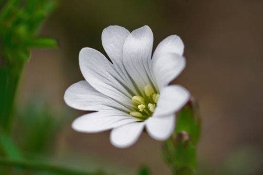 RECORD DATE NOT STATED A white flower of a field mouse-ear or chickweed (Cerastium arvense) in the blurred background *** einer weiß Blume des einer Feld Maus Ohr Oder Vogelmiere Cerastium arvense ÊIn der unscharf Hintergrund 1984680