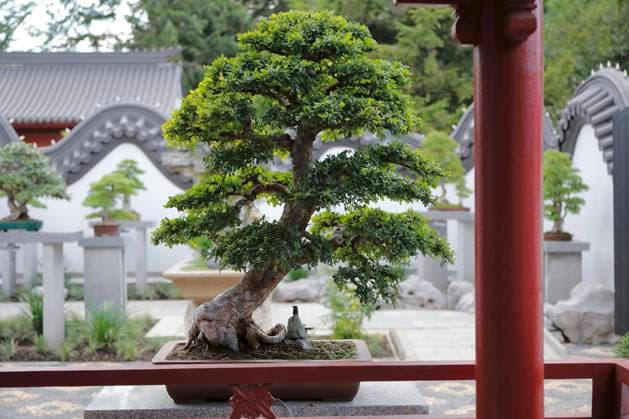 Natur, Bonsaipflanze, Botanischer Garten, Montreal, Provinz Quebec, Kanada, Nordamerika *** Nature, Bonsai plant, Botanist Garden, Montreal, Province Quebec, Canada, North America Copyright: imageBROKER GuentherxSchwermer ibxgsc09188516.jpg