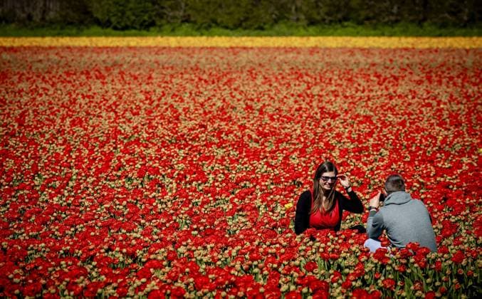 News Bilder des Tages LISSE - Tourists visit the Bollenstreek. The fields are in full bloom again in the spring with tulips and hyacinths. ANP ROBIN VAN LONKHUIJSEN netherlands out - belgium out  Copyright: xx x467405306x originalFilename: 467405306.jpg