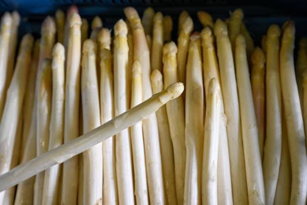 News Bilder des Tages White asparagus during the asparagus harvest April 20, 2023 in the Czech Asparagus company in Hostin near Vojkovice, Czech Republic. (CTKxPhoto VitxSimanek) CTKPhotoP2023042006095  CTKPhotoP2023042006095
