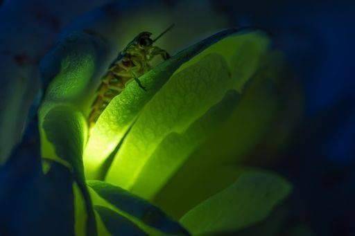 IMAGO Nature: Unsere Erde, Lichtverschmutzung in den Nächten bedroht Glühwürmchen-Populationen Female firefly common glowworm Lampyris noctiluca sitting on a rose blossom glowing in the dark. *** weiblich Glühwürmchen Gemeine Gluehwuermchen Lampyris noctiluca sitzend am einer Hagebuttenschalen erblühen glühend ÊIn der dunkle 2485568