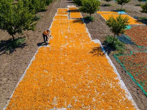 RECORD DATE NOT STATED A scenic view of apricot harvest and drying in Malatya city in Turkey *** einer landschaftlich Ansicht des Aprikose Ernte und Trocknung ÊIn Malatya Stadt ÊIn Türkei 2490008 ,model released, Symbolfoto