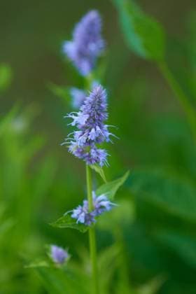 Duftnessel Blueten der Duftnessel. Agastache in a garden. Copyright: xZoonar.com KarinxJaehnex 15754700