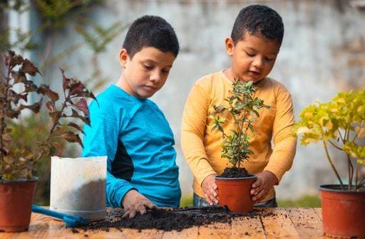 RECORD DATE NOT STATED A shallow focus shot of Hispanic brothers straining the plant into the pot *** einer seicht Fokus erschossen des hispanisch Brüder Straehnen der Pflanze hinein der Topf 2526811 ,model released, Symbolfoto
