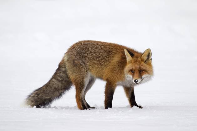  Rotfuchs (Vulpes vulpes) mit dickem Winterfell gegen die Kälte geschützt bei der Jagd im Schnee im Winter *** Rotfuchs Vulpes Vulpes with thick Winterfell against the Cold protected at the Hunting at Snow at Winter Copyright: imageBROKER/alimdix/xArterra ibltsm09200962.jpg