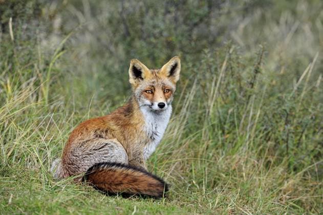  Rotfuchs (Vulpes vulpes) sitzend im Dickicht, Niederlande, Europa *** Rotfuchs Vulpes Vulpes sitting at Thicket, Netherlands, Europe Copyright: imageBROKER/alimdix/xArterra ibltsm09200969.jpg
