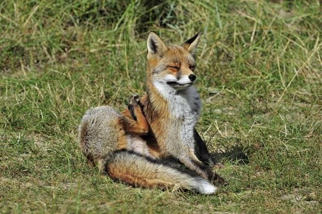  Rotfuchs (Vulpes vulpes) bei der Fellpflege durch Kratzen mit dem Hinterbein, Niederlande, Europa *** Rotfuchs Vulpes Vulpes at the Coat care through Scratching with the Hind leg, Netherlands, Europe Copyright: imageBROKER/alimdix/xArterra ibltsm09200993.jpg