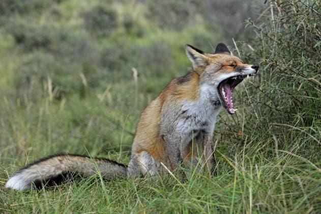  Rotfuchs (Vulpes vulpes) sitzend und gähnend im Dickicht, Niederlande, Europa *** Rotfuchs Vulpes Vulpes sitting and yawning at Thicket, Netherlands, Europe Copyright: imageBROKER/alimdix/xArterra ibltsm09200999.jpg