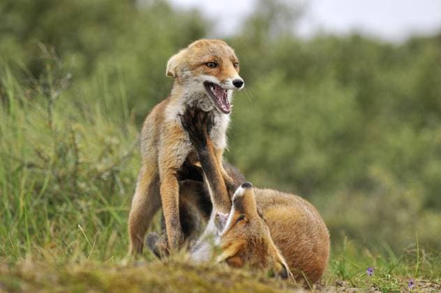  Zwei Rotfüchse (Vulpes vulpes) im Kampf, Niederlande, Europa *** Two Red foxes Vulpes Vulpes at Combat, Netherlands, Europe Copyright: imageBROKER/alimdix/xArterra ibltsm09201037.jpg