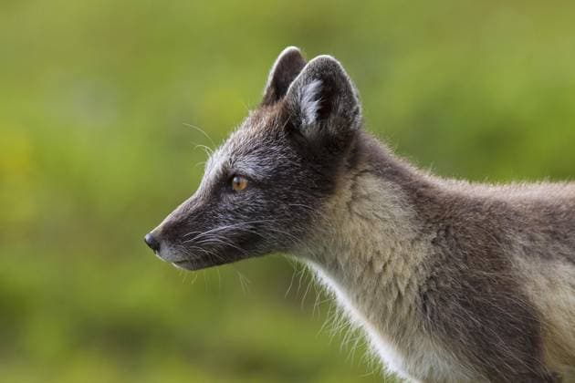  Polarfuchs (Vulpes lagopus) auf der Tundra im Sommer, Lappland, Schweden, Europa *** Polar Fox Vulpes lagopus at the Tundra at Summer, Lapland, Sweden, Europe Copyright: imageBROKER/alimdix/xArterra ibltsm09201077.jpg