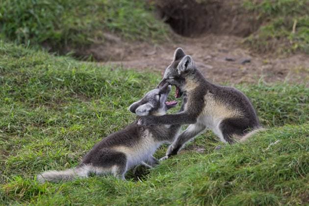  Polarfuchs (Vulpes lagopus) spielen im Sommer im Bau in der Tundra, Lappland, Schweden, Europa *** Polar Fox Vulpes lagopus Play at Summer at Construction in the Tundra, Lapland, Sweden, Europe Copyright: imageBROKER/alimdix/xArterra ibltsm09201118.jpg
