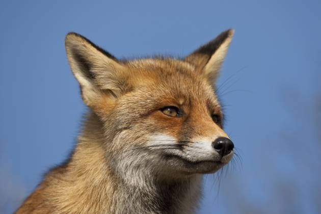  Rotfuchs (Vulpes vulpes) in Nahaufnahme in den Dünen bei Zandvoort, Noord Holland, Niederlande, Europa *** Rotfuchs Vulpes Vulpes in Close-up in the Dunes at Zandvoort, Noord Holland, Netherlands, Europe Copyright: imageBROKER/alimdix/xArterra ibltsm09201121.jpg