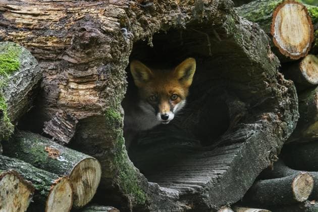  Rotfuchs (Vulpes vulpes) in hohlem Baumstamm in Holzstapel im Wald *** Rotfuchs Vulpes Vulpes in Hohlem Tree trunk in Wood Stack at Forest Copyright: imageBROKER/alimdix/xArterra ibltsm09201134.jpg