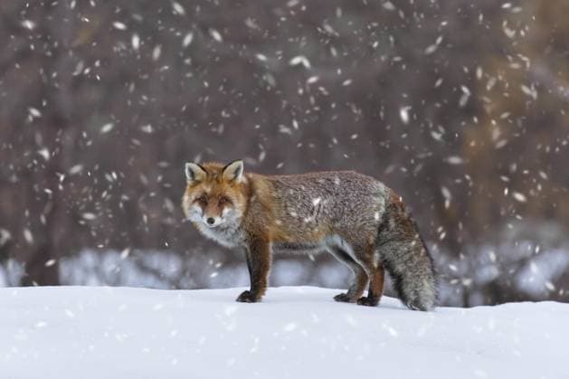 Rotfuchs (Vulpes vulpes) bei der winterlichen Futtersuche am Waldrand im Schnee *** Rotfuchs Vulpes Vulpes at the winter Foraging on edge of the forest at Snow Copyright: imageBROKER/alimdix/xArterra ibltsm09201189.jpg