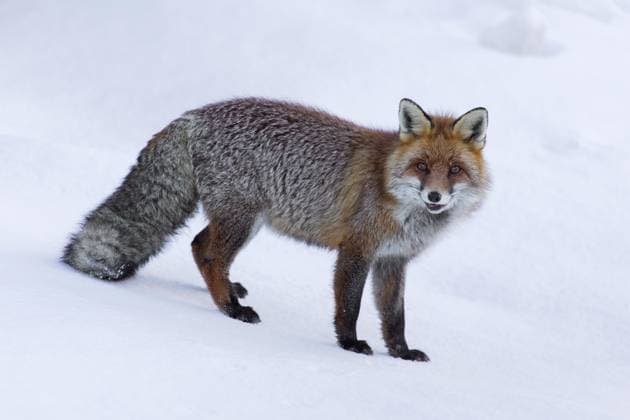  Rotfuchs (Vulpes vulpes) bei der winterlichen Futtersuche im Schnee *** Rotfuchs Vulpes Vulpes at the winter Foraging at Snow Copyright: imageBROKER/alimdix/xArterra ibltsm09201204.jpg