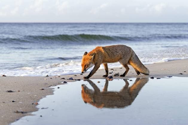  Rotfuchs (Vulpes vulpes) bei der Futtersuche am Sandstrand entlang der Küste *** Rotfuchs Vulpes Vulpes at the Foraging on sandy beach along the Coast Copyright: imageBROKER/alimdix/xArterra ibltsm09201250.jpg