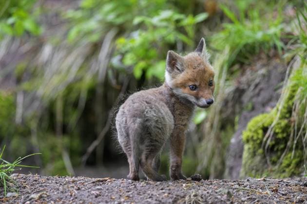  Junger Rotfuchs (Vulpes vulpes), einzelnes Jungtier, Junges in der Nähe des Baues, Eingang zum Bau im Wald im Frühling *** Youngster Rotfuchs Vulpes Vulpes , single Young animal, Young one in the Proximity of Construction, Entrance to Construction at Forest at Spring Copyright: imageBROKER/alimdix/xArterra ibltsm09201288.jpg