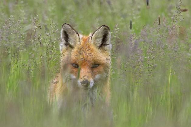  Neugieriger Rotfuchs (Vulpes vulpes) auf einer Wiese, der im Frühjahr durch die Grashalme direkt in die Kamera schaut *** Curiouser Rotfuchs Vulpes Vulpes at a Meadow, the at Spring through the blades of grass directly in the Camera looks Copyright: imageBROKER/alimdix/xArterra ibltsm09201296.jpg