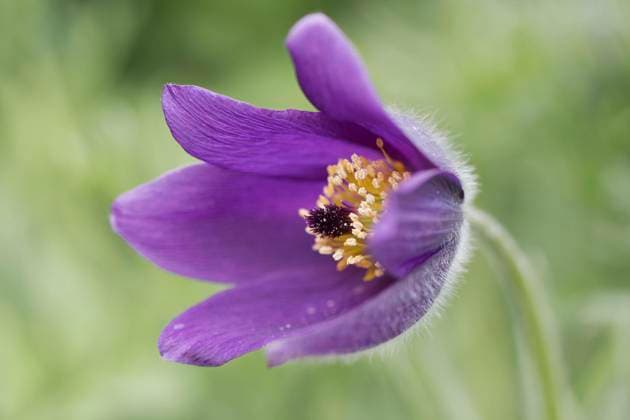  Küchenschelle (Pulsatilla vulgaris), Emsland, Niedersachsen, Deutschland, Europa *** Küchenschelle Pulsatilla vulgaris , Emsland, Lower Saxony, Germany, Europe Copyright: imageBROKER/ErhardxNerger ibxenh09213721.jpg