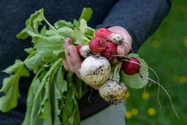 IMAGO Creative, Sommer, Food, Radieschen Young man holding freshly harvested radish at farm model released, Symbolfoto, LBF03787