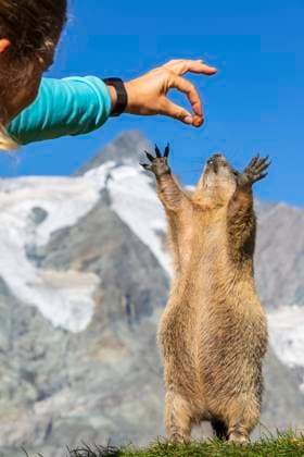Woman feeding Alpine Marmot on sunny day, Carinthia, Austria model released, Symbolfoto, FOF13676
