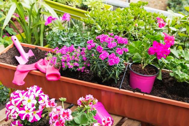 Planting of pink summer flowers in balcony garden property released, GWF07783