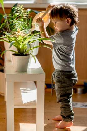 Boy with can watering flower and plants at home model released, Symbolfoto property released, ANAF01232