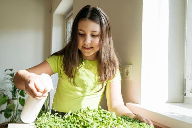 Smiling girl spraying water on microgreens in kitchen model released, Symbolfoto property released, OSF01480