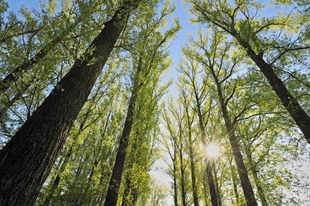Sun shining through branches of forest trees, RUEF03968