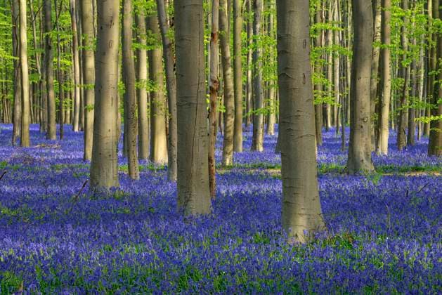 Bed of bluebells (Hyacinthoides non-scripta) blooming in springtime forest, RUEF03978