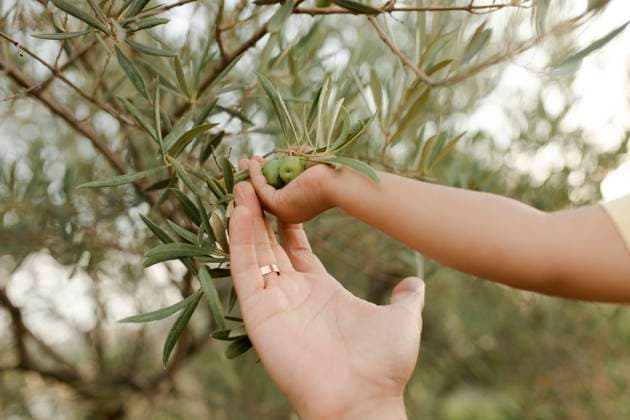 Hand of daughter and father touching olives model released, Symbolfoto, VIVF00480