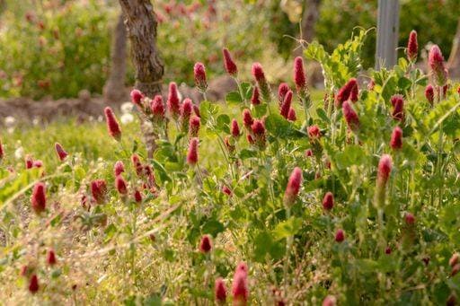 A field of great burnet flowers (Sanguisorba officinalis) *** einer Feld des Große Pimpinell Blumen Sanguisorba officinalis 2545498
